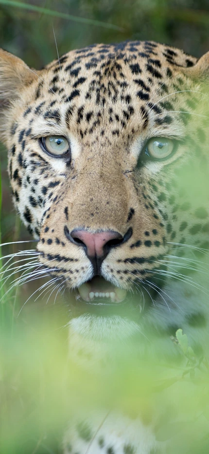 Leopard in Bwabwata National Park in Namibia