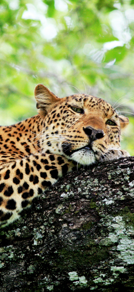 Leopard in South Luangwa National Park in Zambia