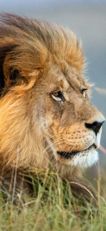 Male lion spotted on safari