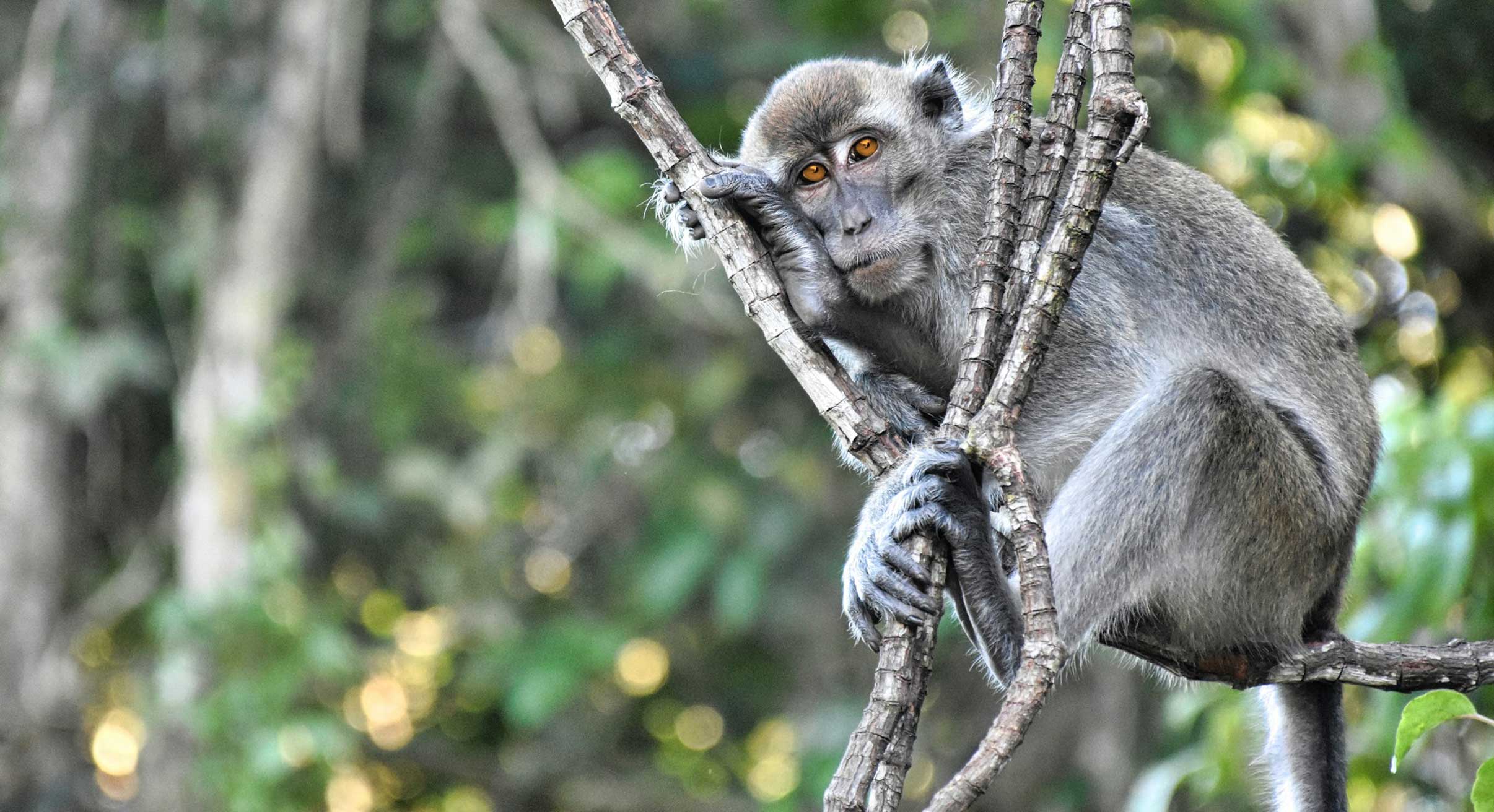 Long-tailed macaque in Borneo