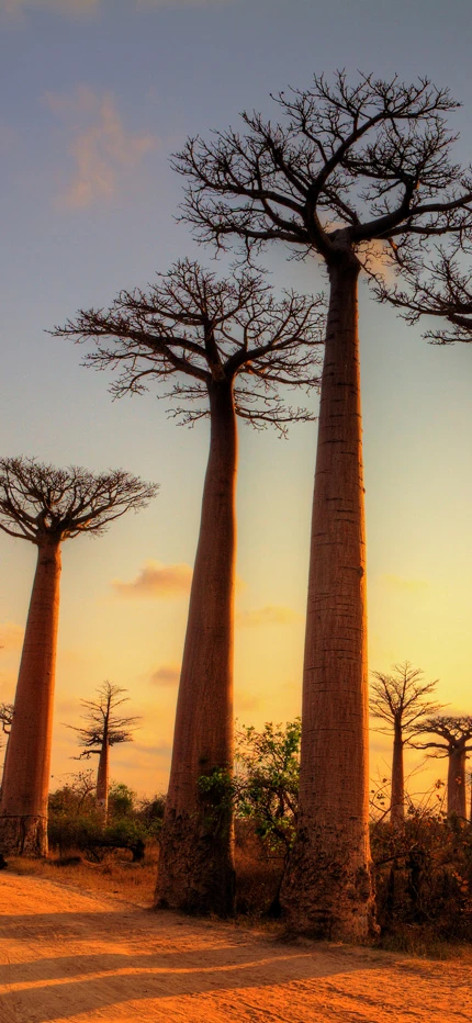 Baobab trees in Madagascar