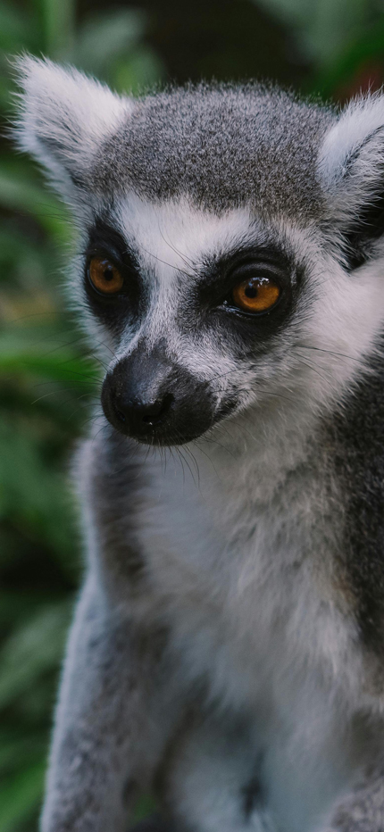 Lemur in Madagscar