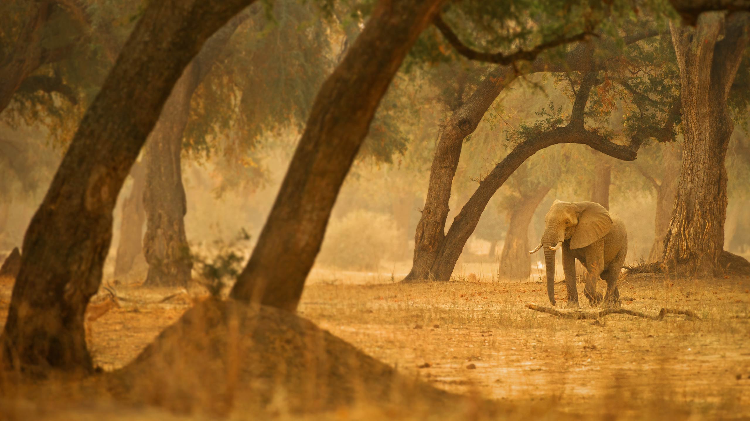 Elephant in Mana Pools National Park in Zimbabwe