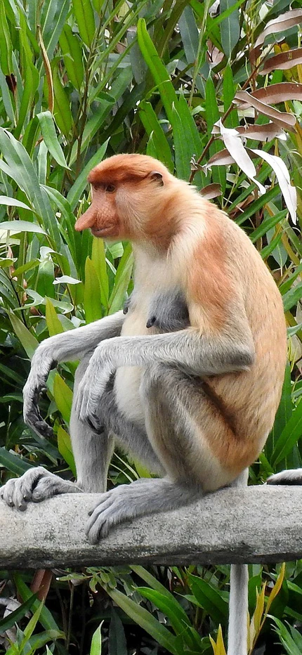 Three proboscis monkeys sitting on a branch in Borneo