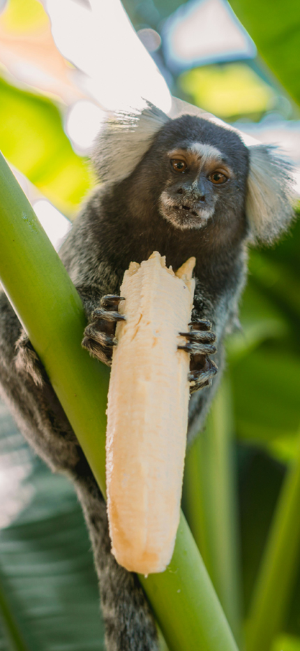 Sagui monkey in the jungles of Brazil