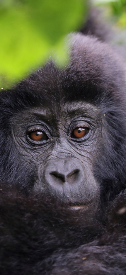 Tracking Gorillas in Uganda