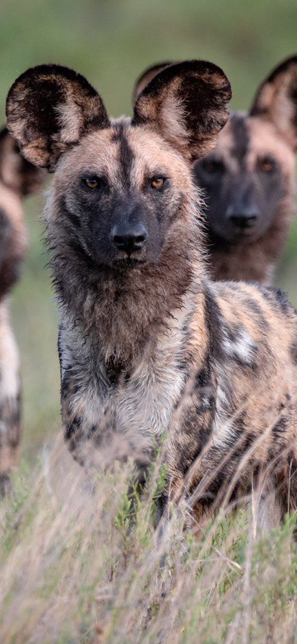 Wild dogs in Mozambique