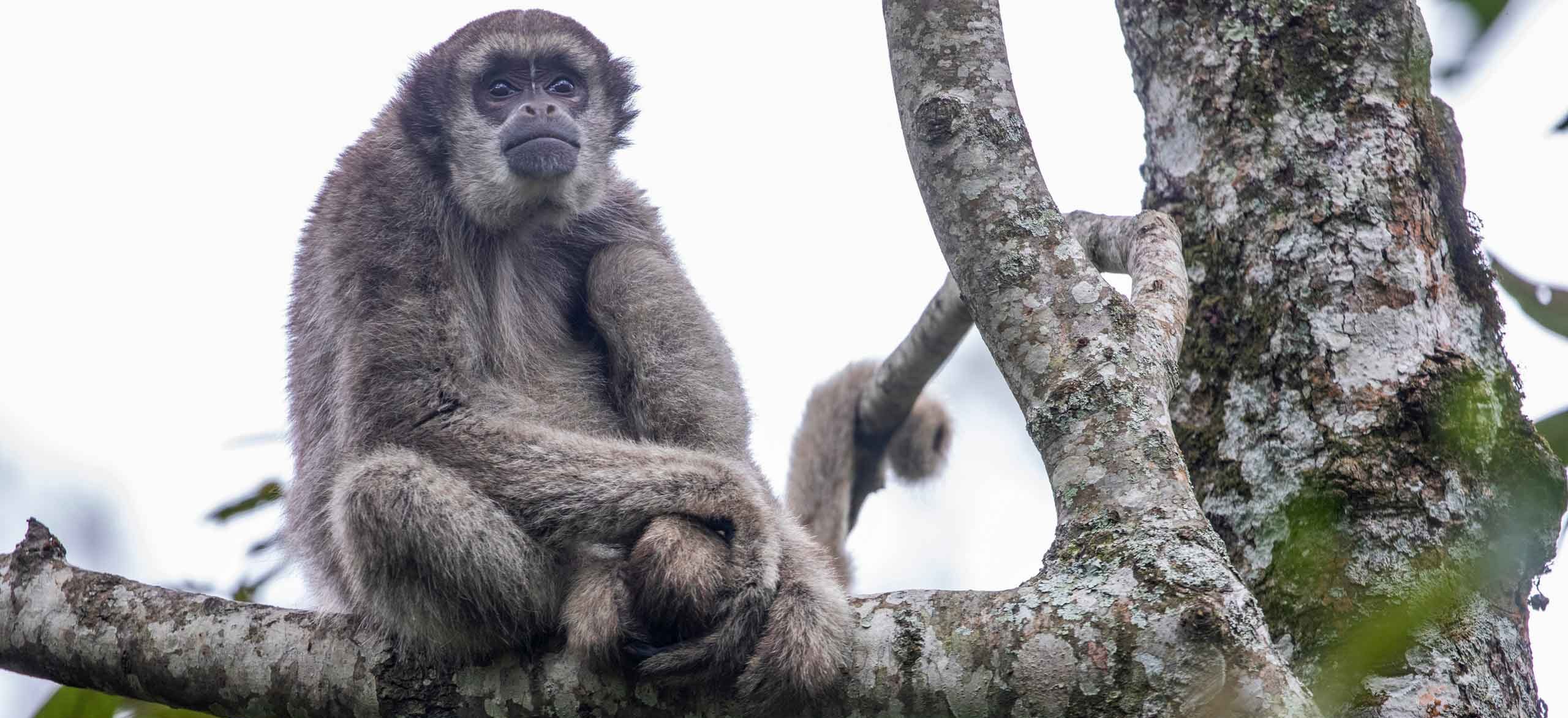 Northern muriqui sitting on branch in Brazil national park