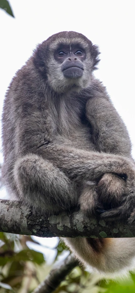 Northern muriqui in brazil sitting on branch