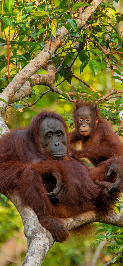 Orangutans in Borneo rainforest