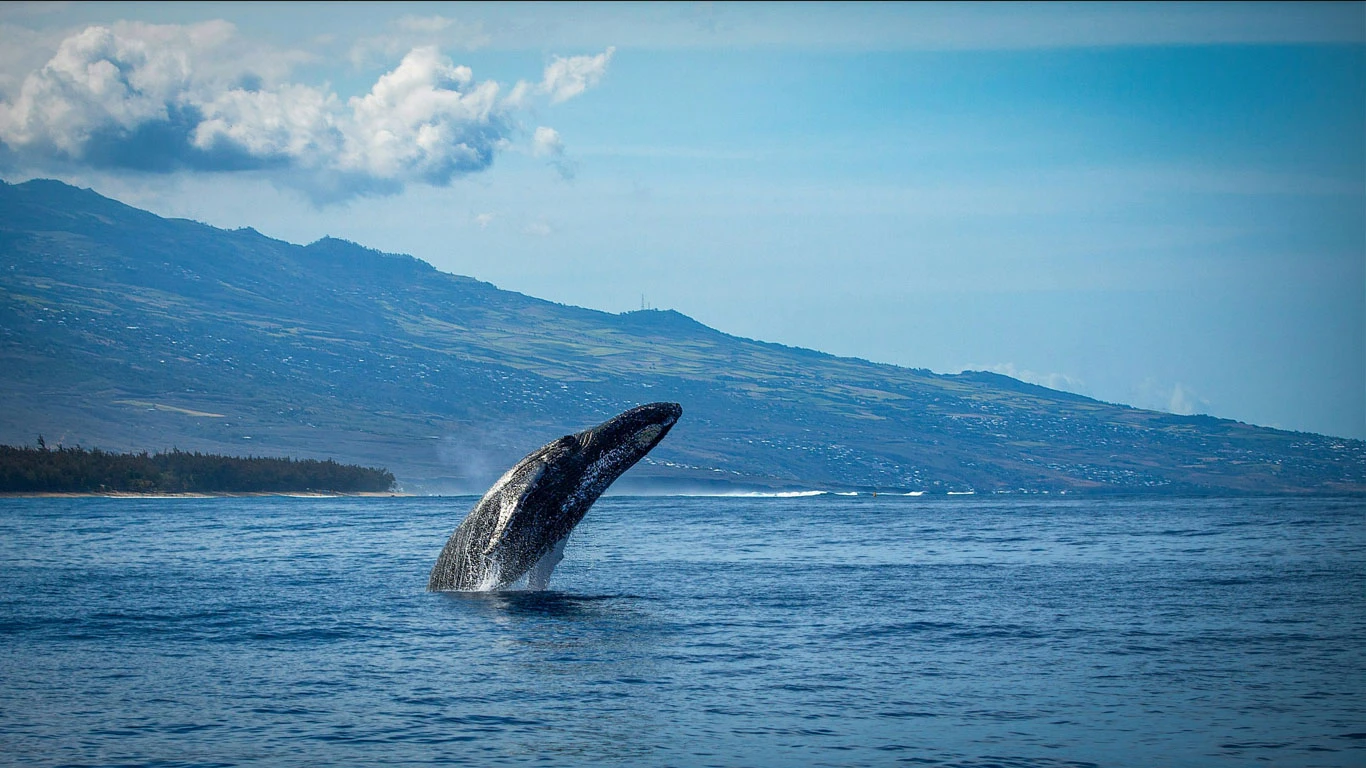 Orca on Reunion island