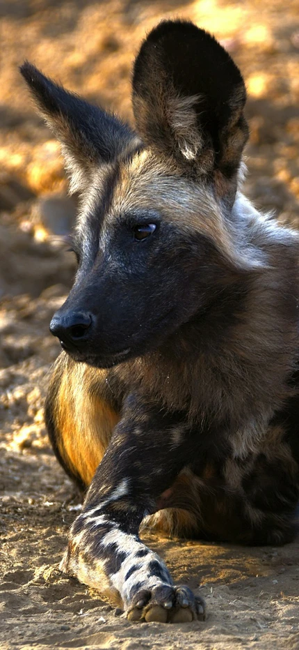 Painted wolf safari