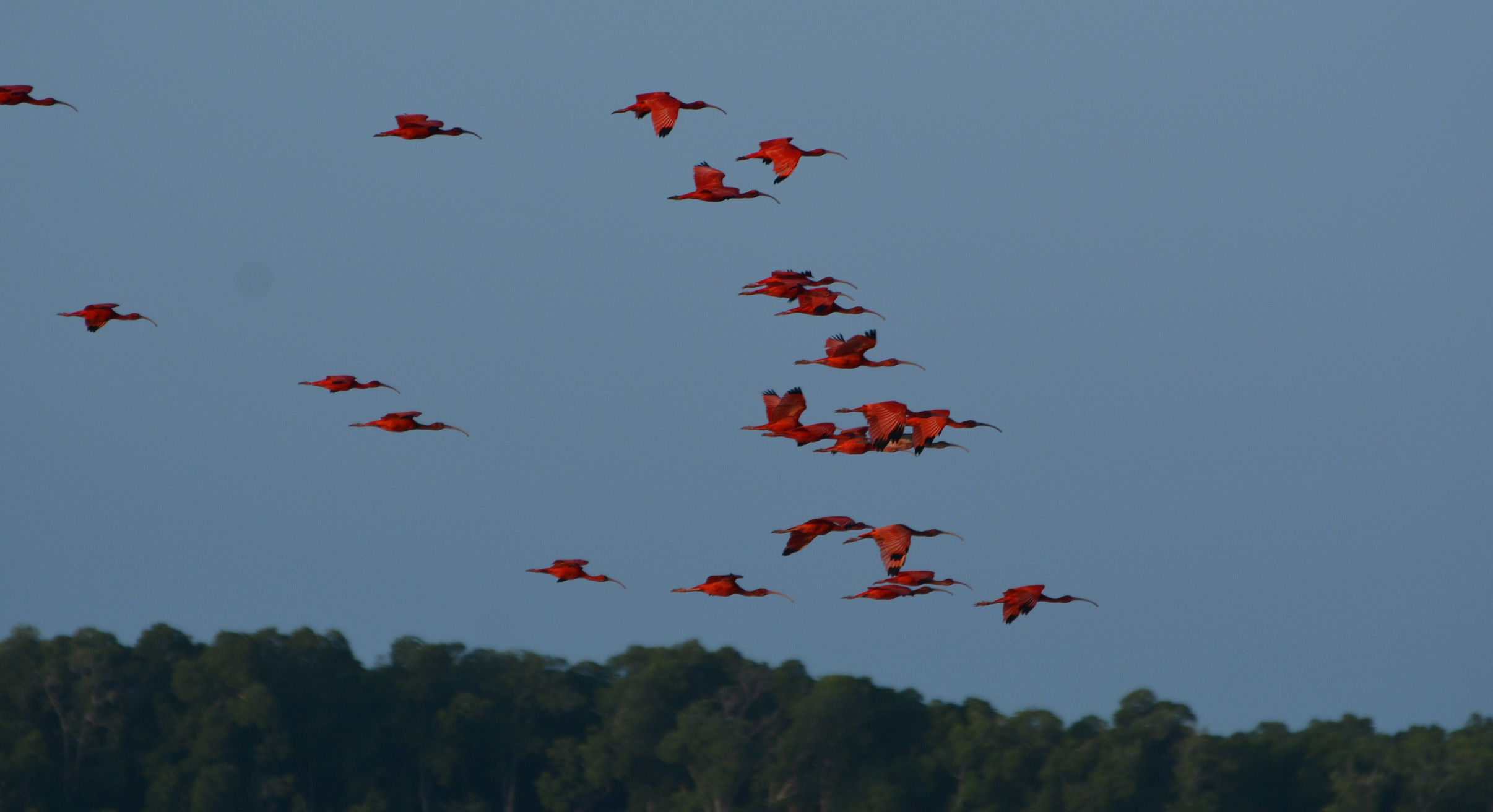 Scarlet ibis flying over Parnaiba Delta