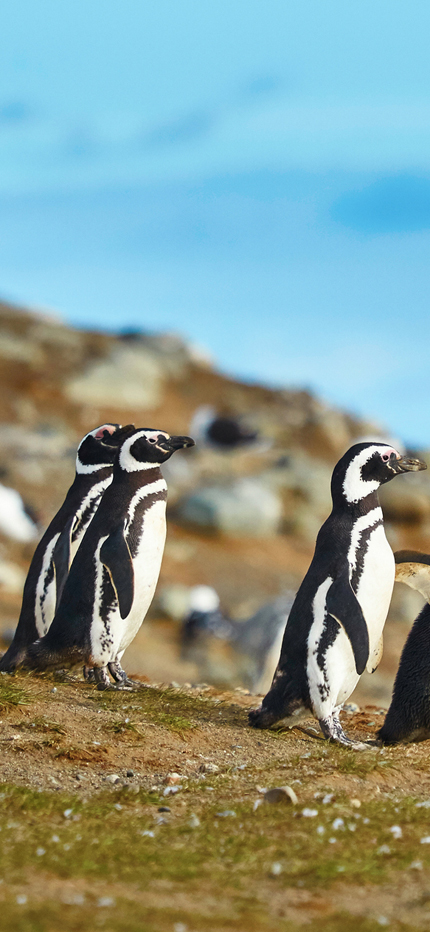 Penguins on Magdelena island, Patagonian Chile