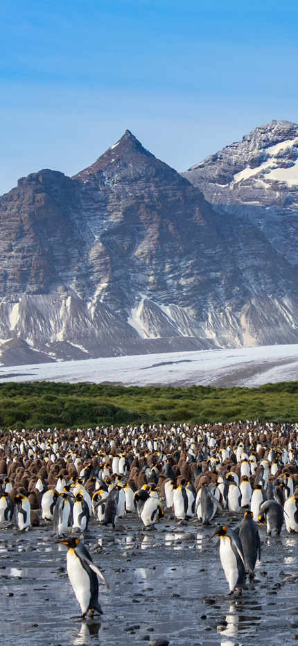Penguins in South Georgia in Antarctica