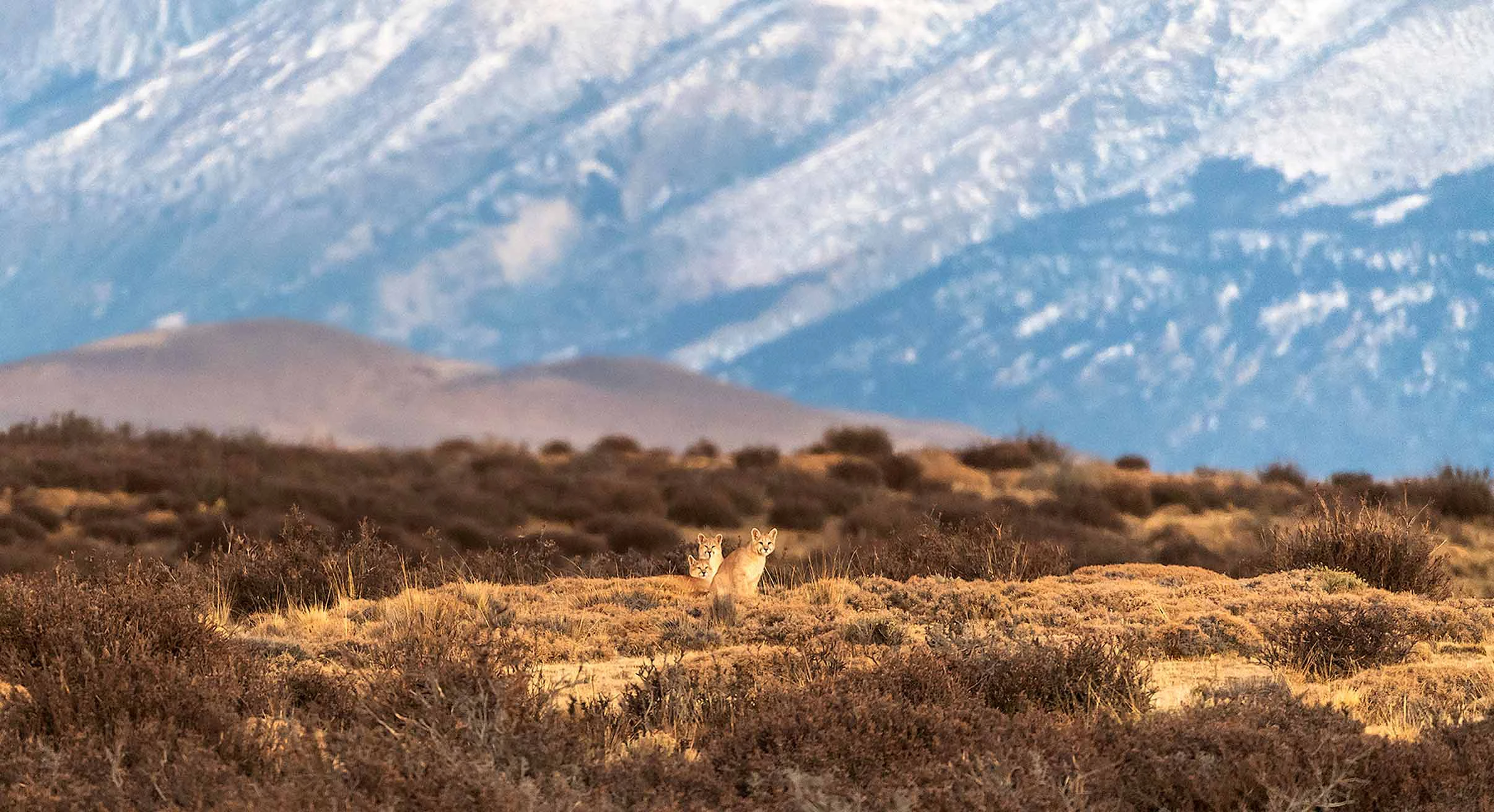 Puma spotted in Torres del Paine National Park