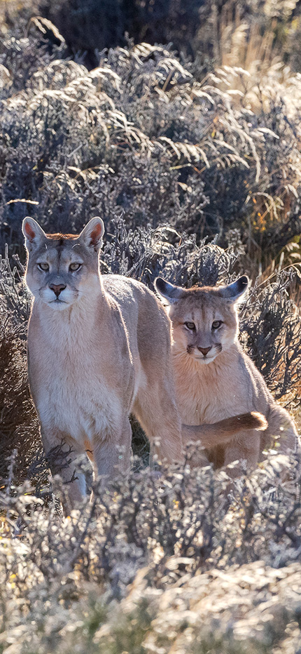 Pumas in Torres del Paine National Park