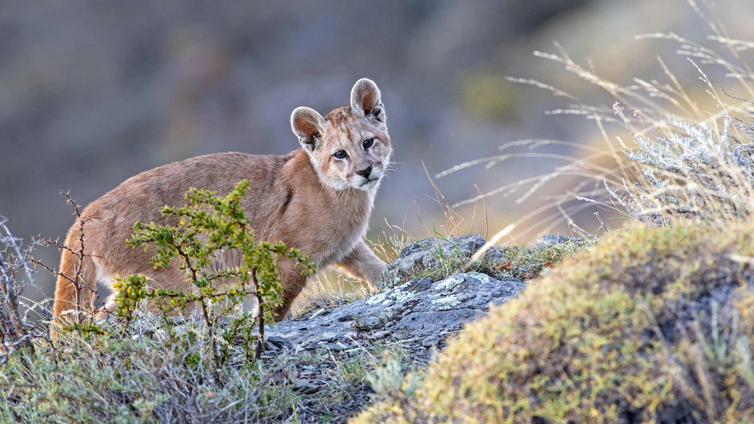 Puma in Torres del Paine National Park