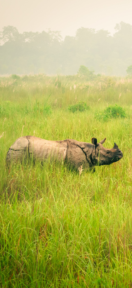 Rhino in Chitwan National Park in Nepal
