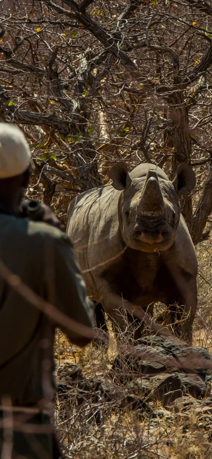 Tracking rhino in Namibia