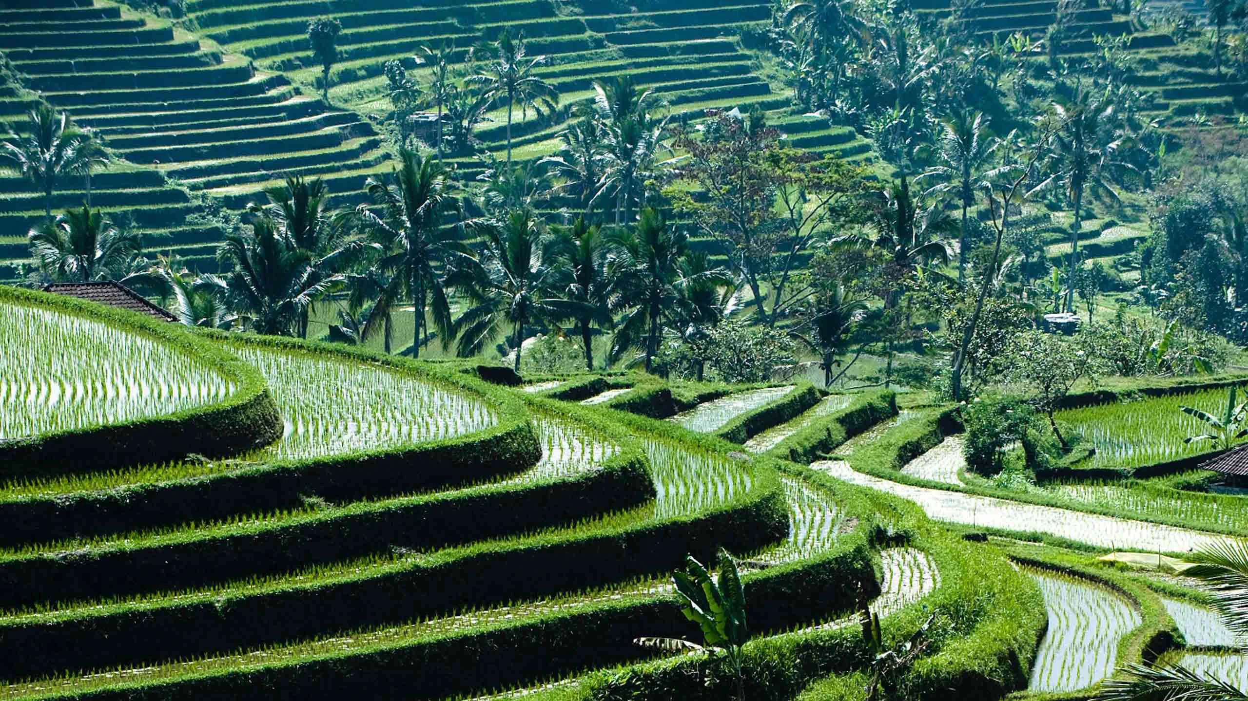 Rice terraces in Bali