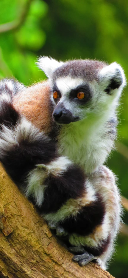 Ring tailed lemur in Madagascar