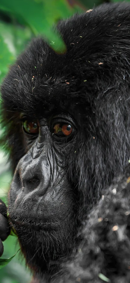 Mountain gorilla in Volcanoes National Park in Rwanda