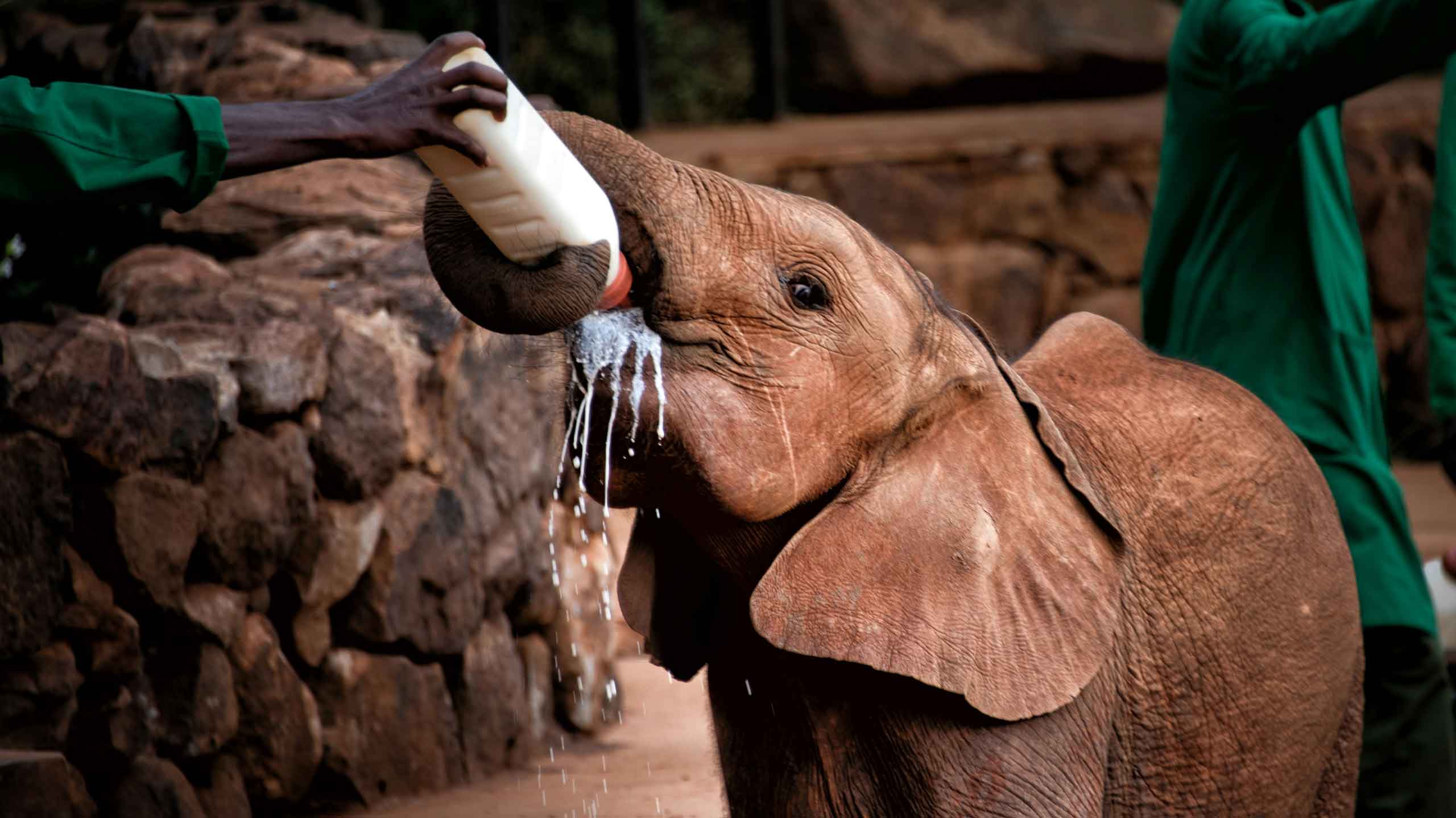 Bottle feeding at elephant orphanage at Sheldrick Wildlife Trust in Kenya