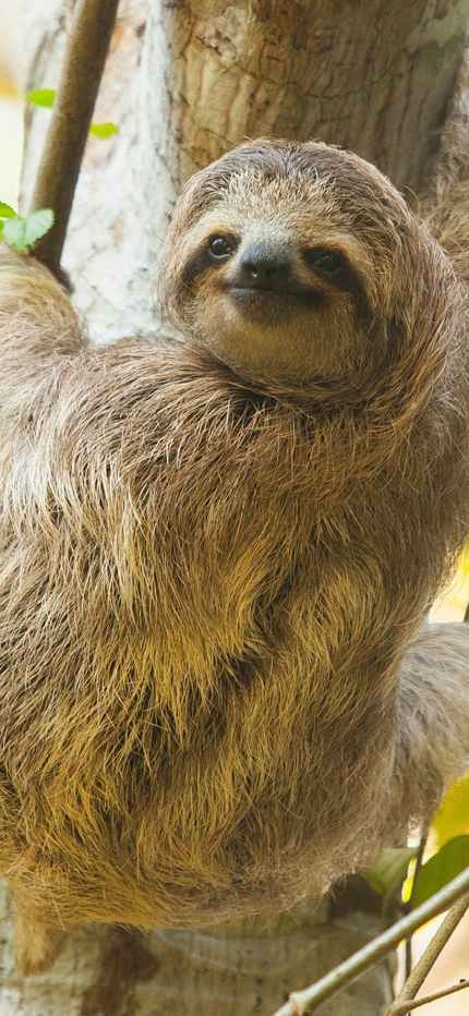 Sloth in Costa Rica rainforest