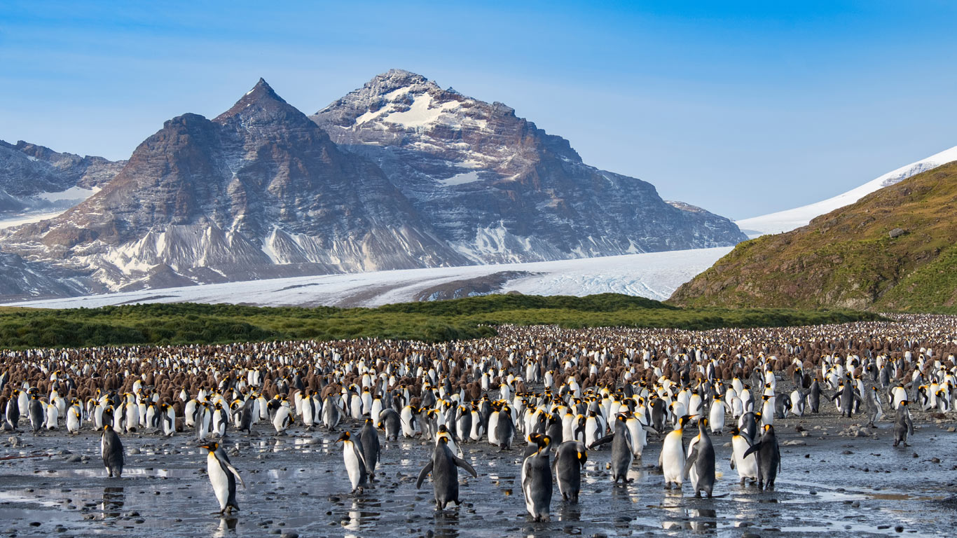 Penguins in South Georgia, Antarctica