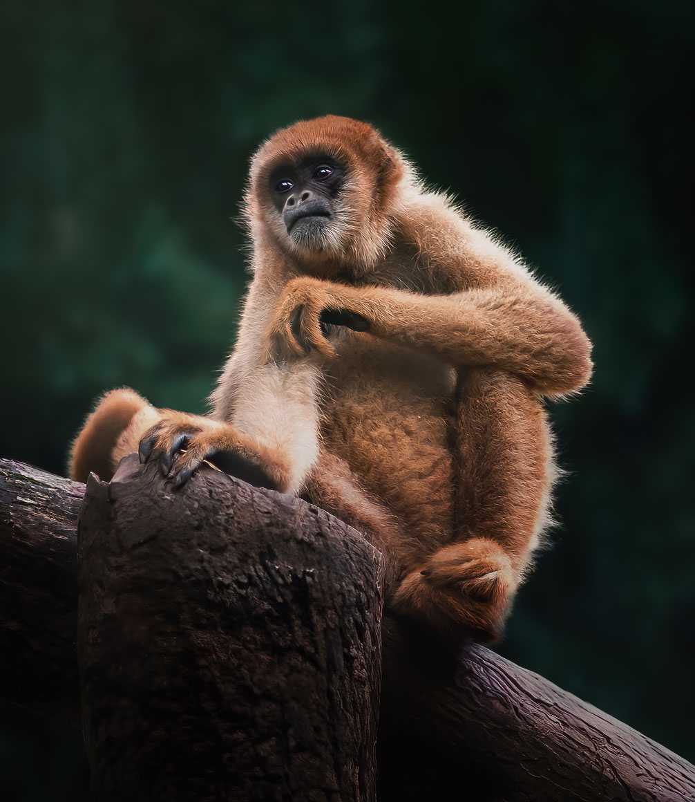 Southern muriqui monkey in Brazil