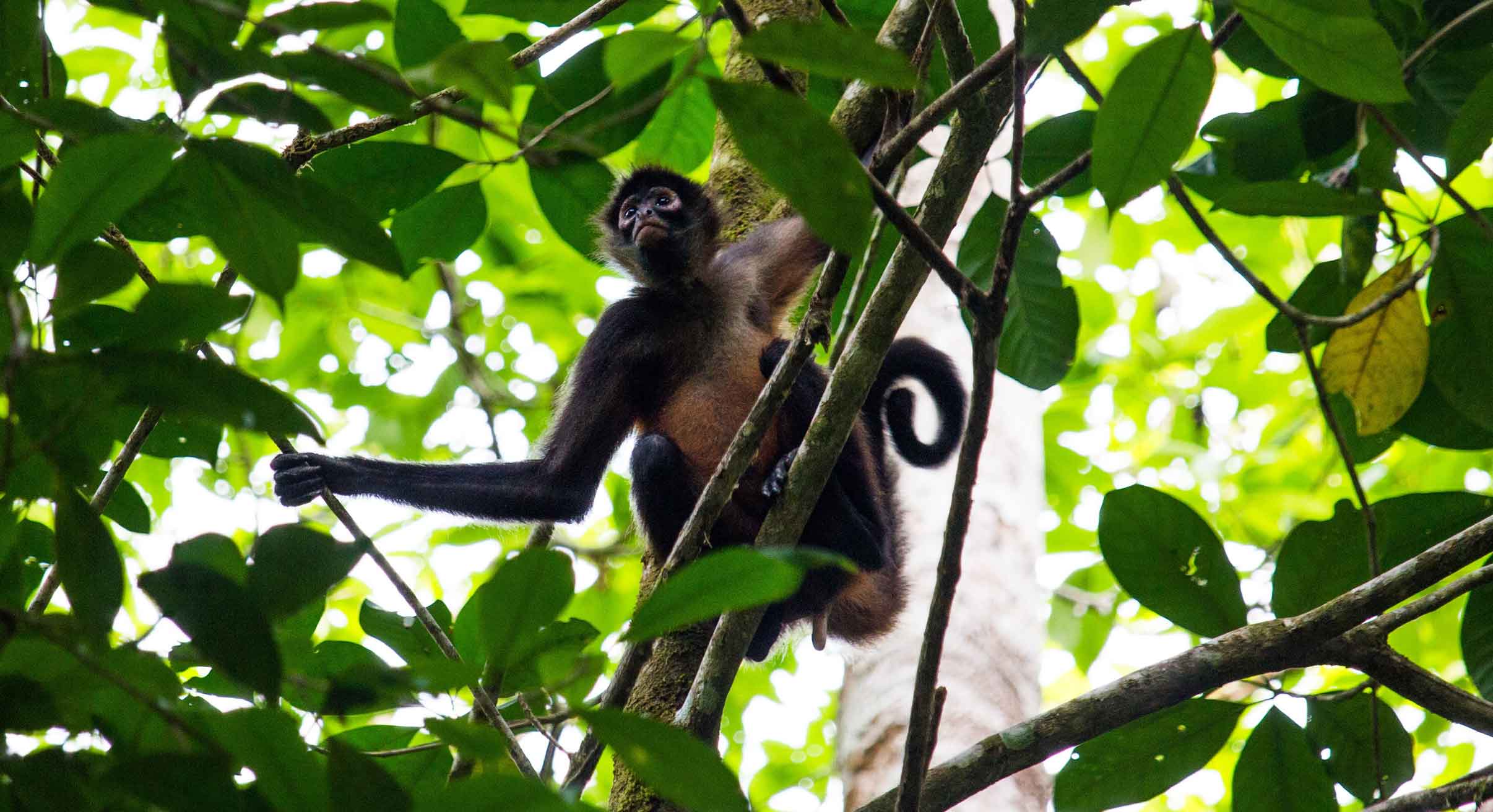 Spider monkey in Costa Rica rainforest