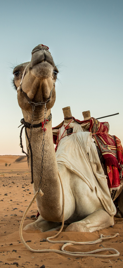 Camel in Meroe desert in Sudan