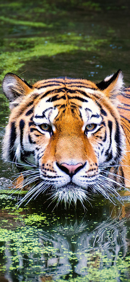Tiger spotted on safari