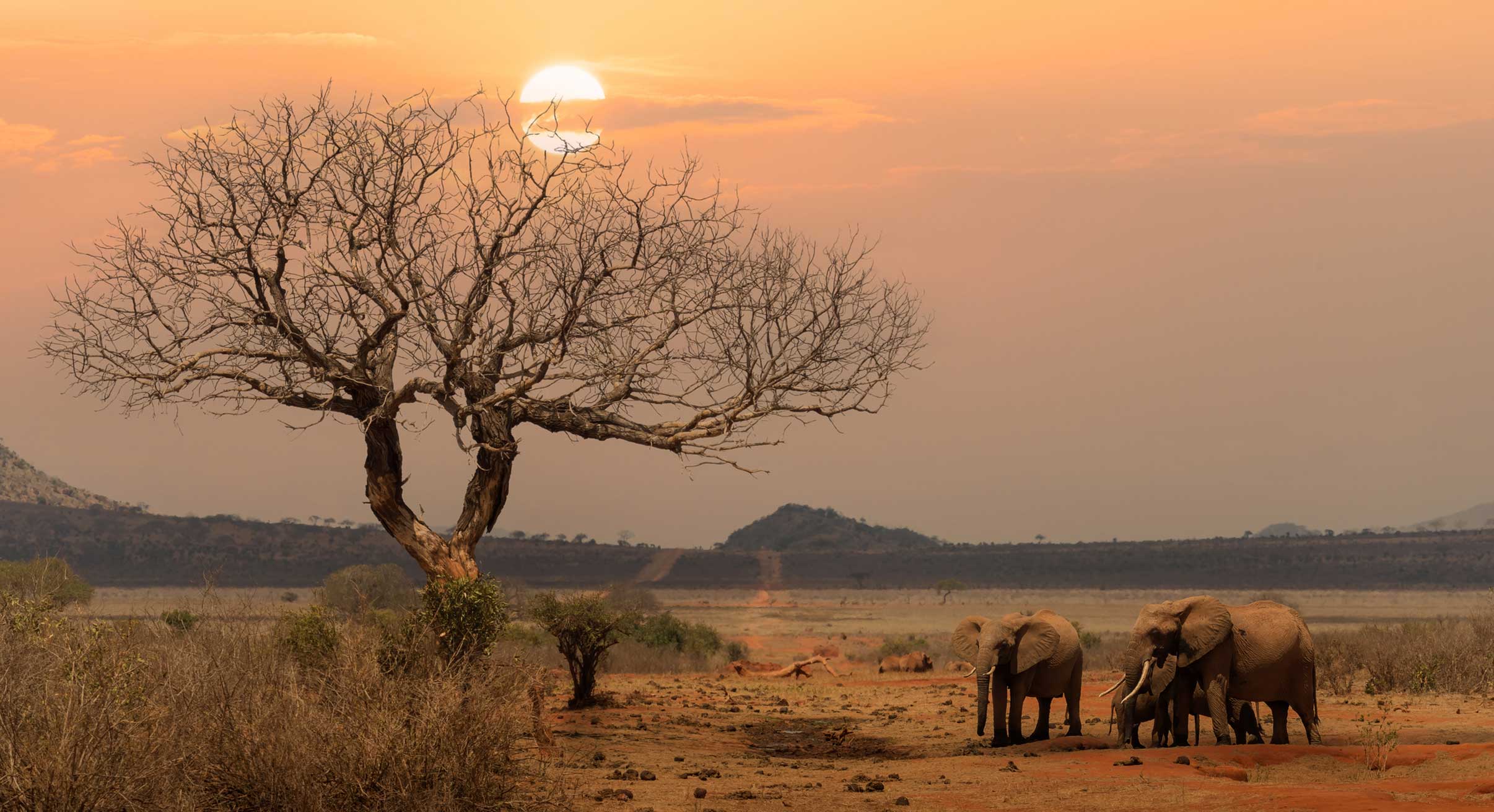 Elephants in Tsavo East National Park at sunset in Kenya