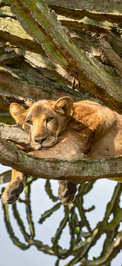 Lion sleeping in tree in QENP in Uganda