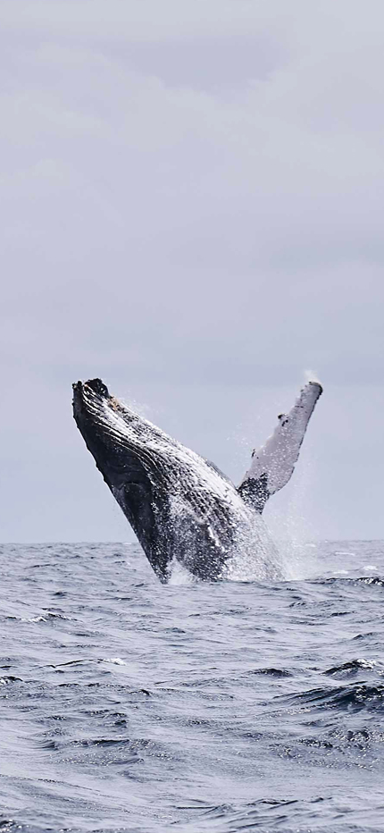 Humpback whale breaching in Sao Tome & Principe