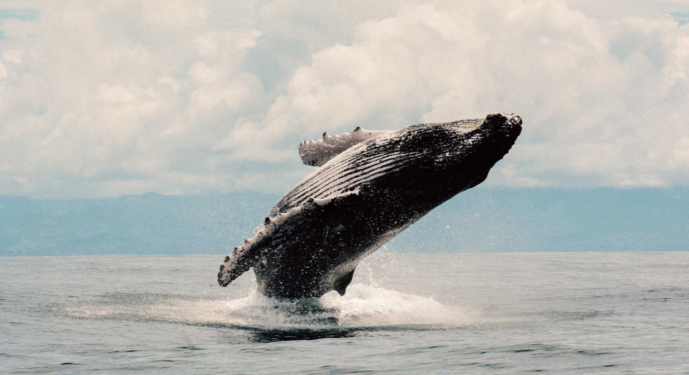 Whale watching at Islas Secas in Panama