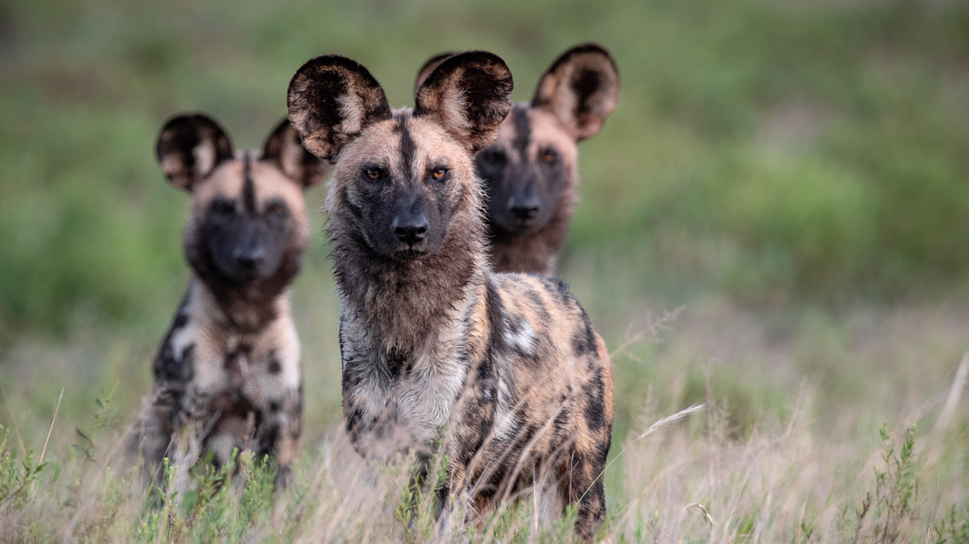 Wild dogs in Mozambique
