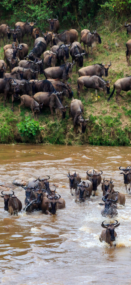 Great Migration in Tanzania with wildebeest crossing river