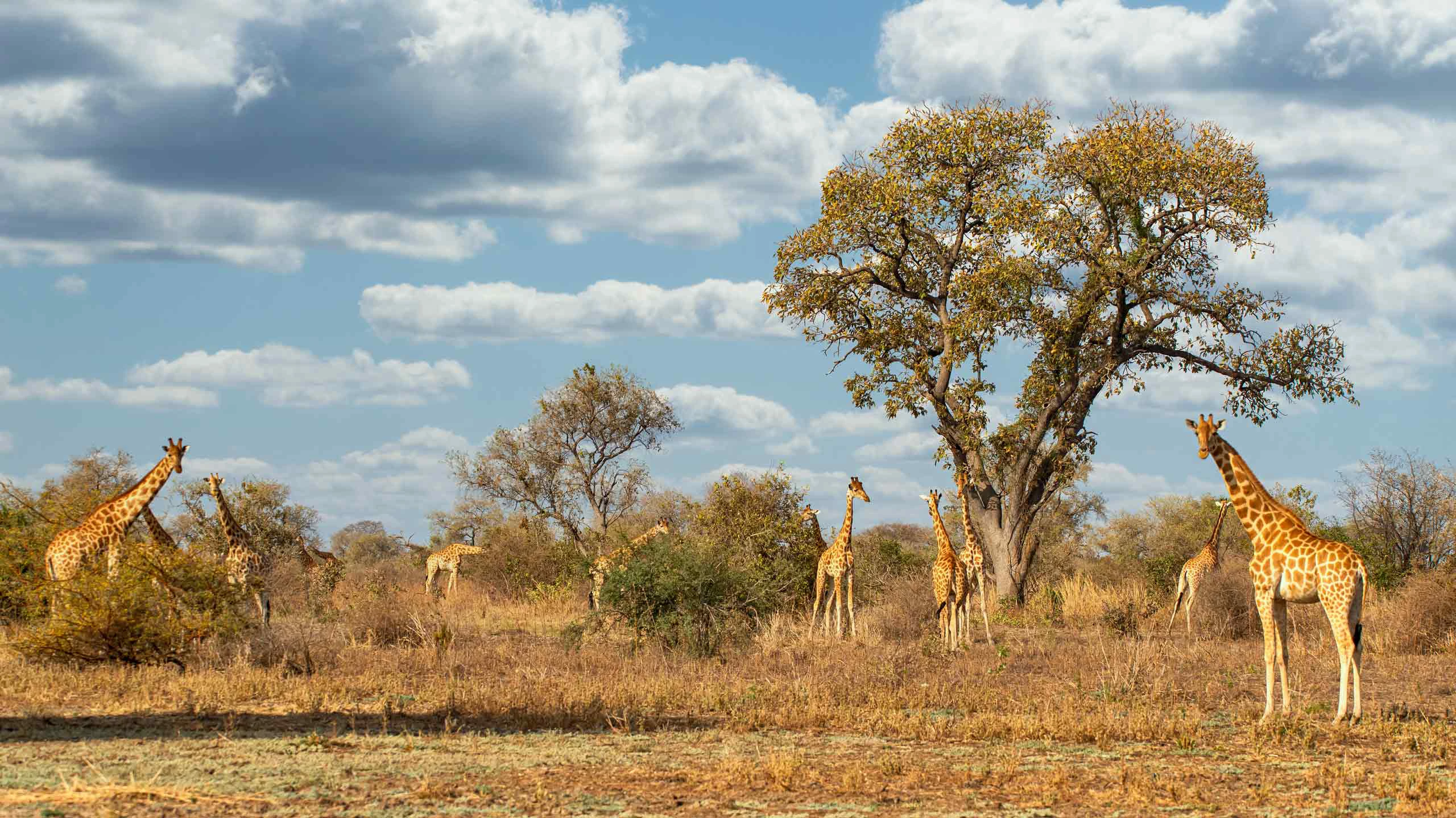 Rare Kordofan giraffe in Zakouma National Park in Chad