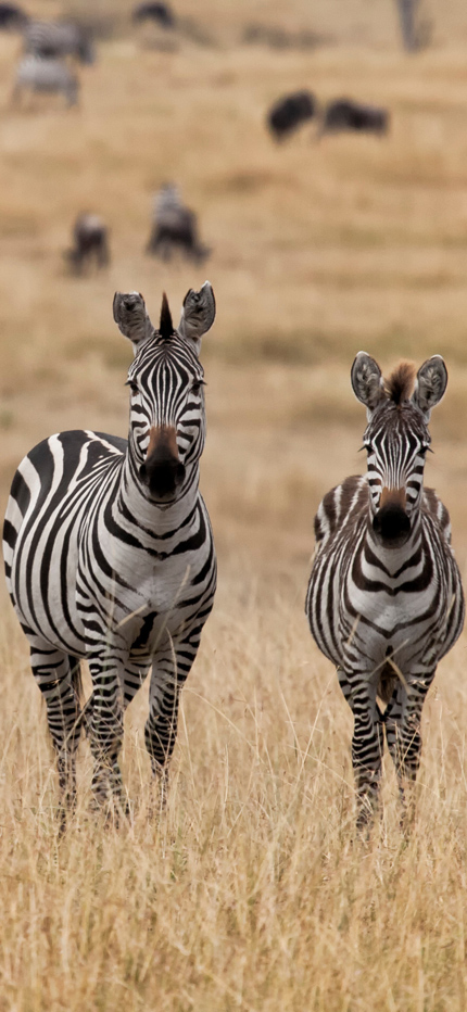 Herd of zebra in Masai Mara in Kenya