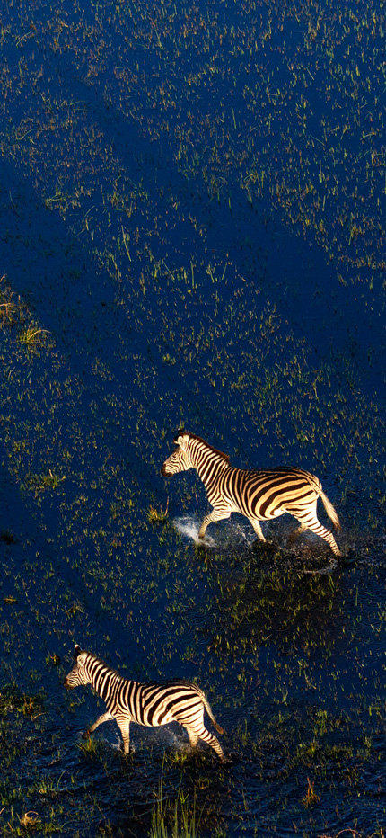 Aerial view of herd of Zebras in Okavango Delta, Botswana