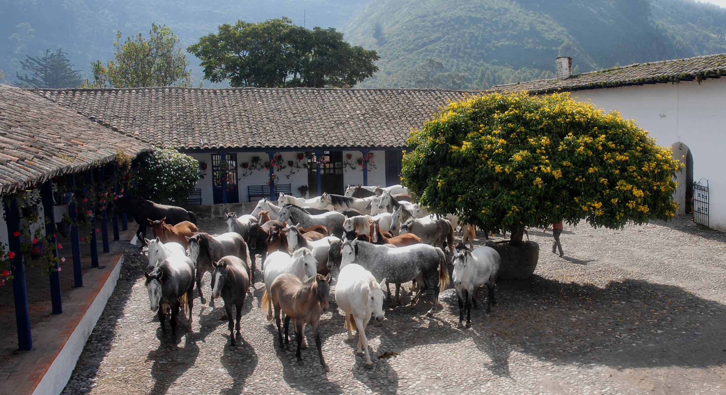 Zuleta horses in Ecuador