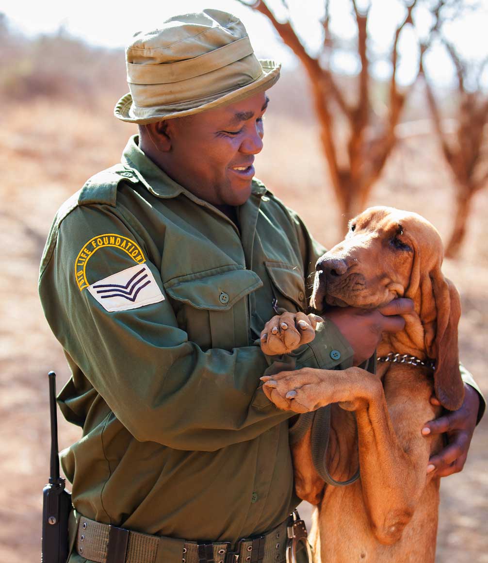 Bloodhound and ranger - part of Big Life Foundation