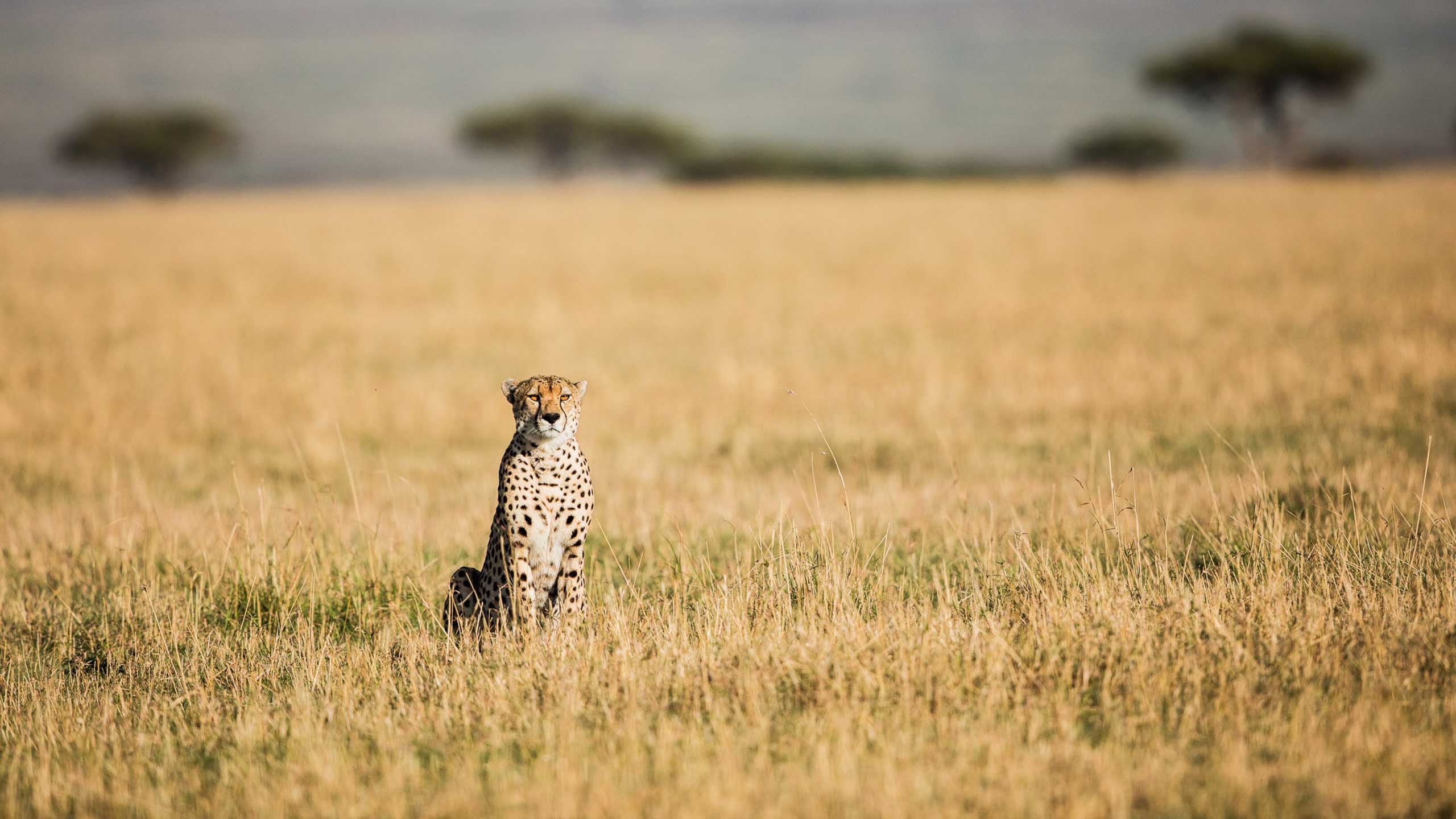 Cheetah in Serengeti in Tanzania