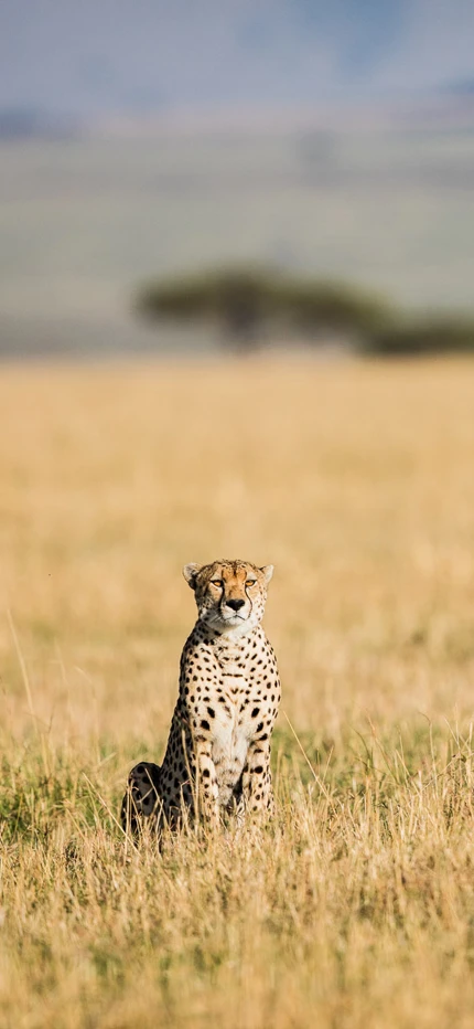 Cheetah in Serengeti in Tanzania