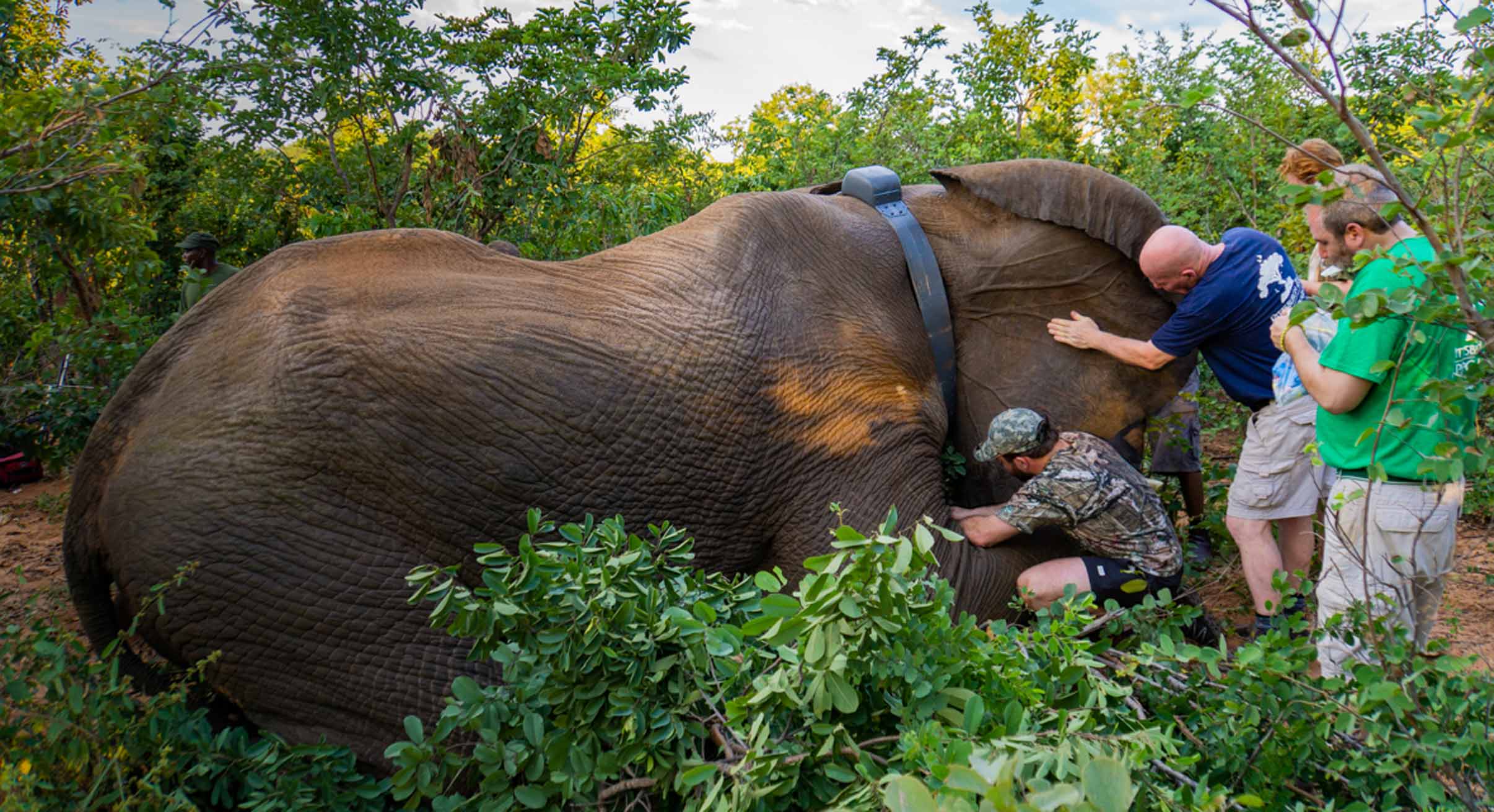 Elephant collaring in Zimbabwe