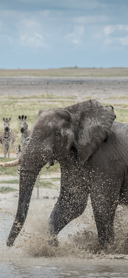 Elephants for Africa in Botswana