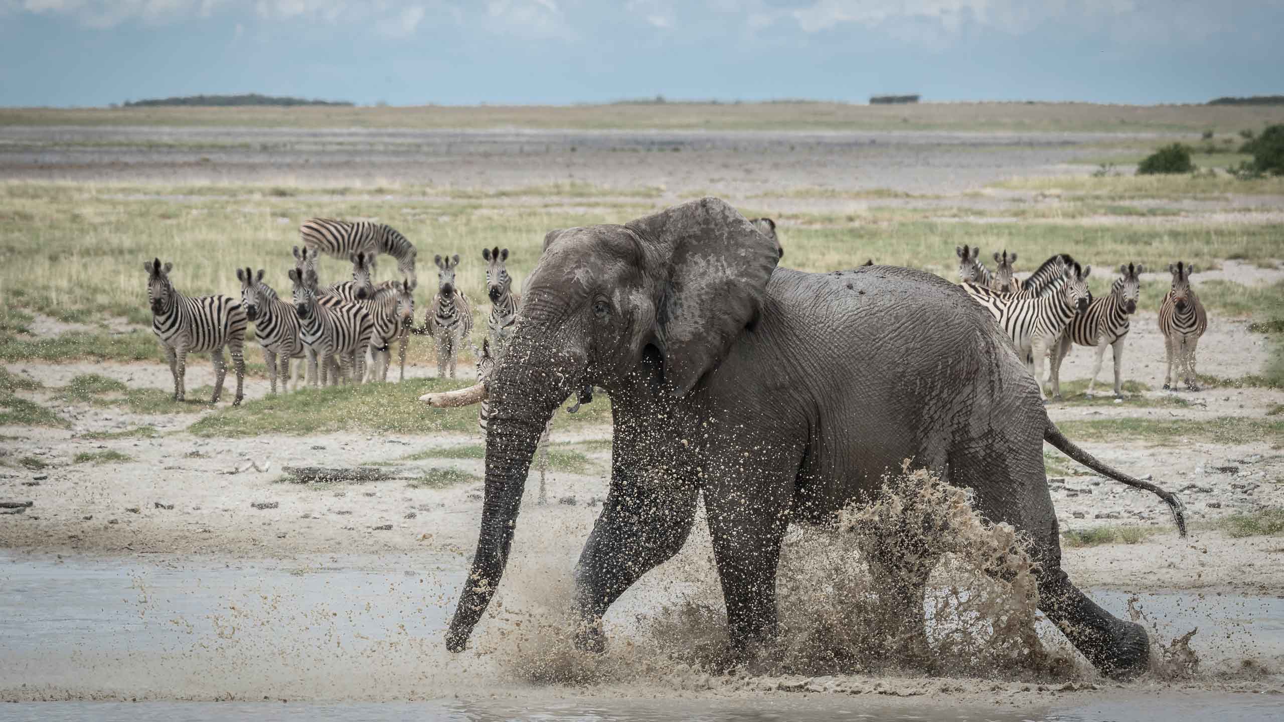 Elephants for Africa, Botswana